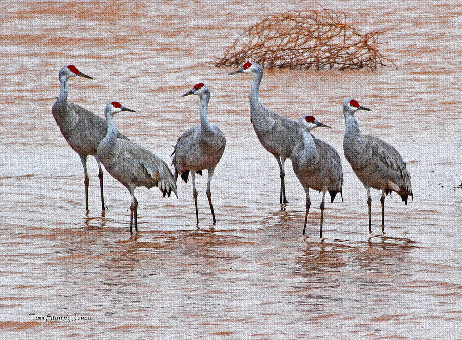 Sand Hill Cranes Arrive For The Night Photograph by Tom Janca