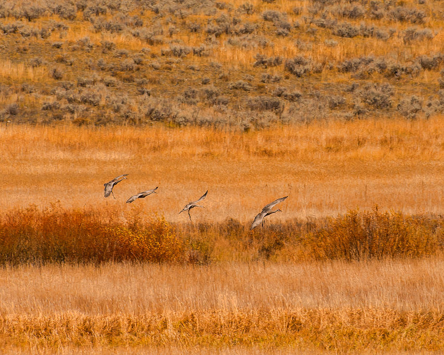 Sand Hill Cranes at Slough Creek Yellowstone Photograph by Brenda Jacobs