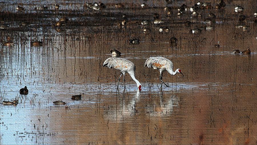 Sand Hill Cranes Dining At The Bosque Del Apache Photograph by Tom Janca