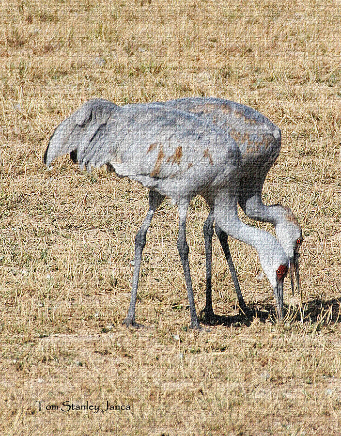 Sand Hill Cranes Eat Togeather Photograph by Tom Janca