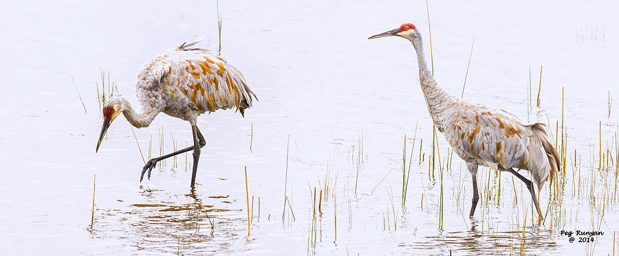 Sand Hill Cranes Foraging For Food Photograph by Peg Runyan