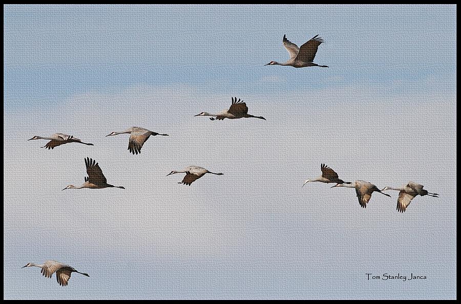 Sand Hill Cranes Home For The Night Photograph by Tom Janca
