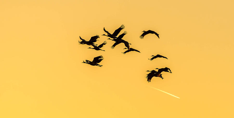 Bird Photograph - Sand Hill Cranes in flight by Todd Heckert