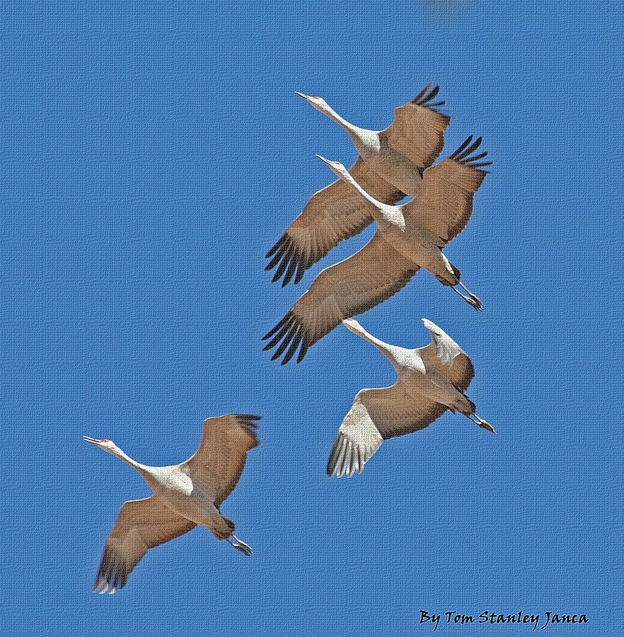 Sand Hill Cranes In Formation Photograph by Tom Janca