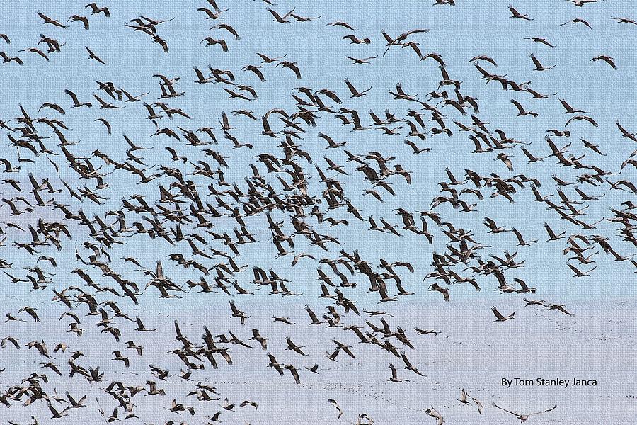 Sand Hill Cranes Over White Water Draw Preserve Photograph by Tom Janca