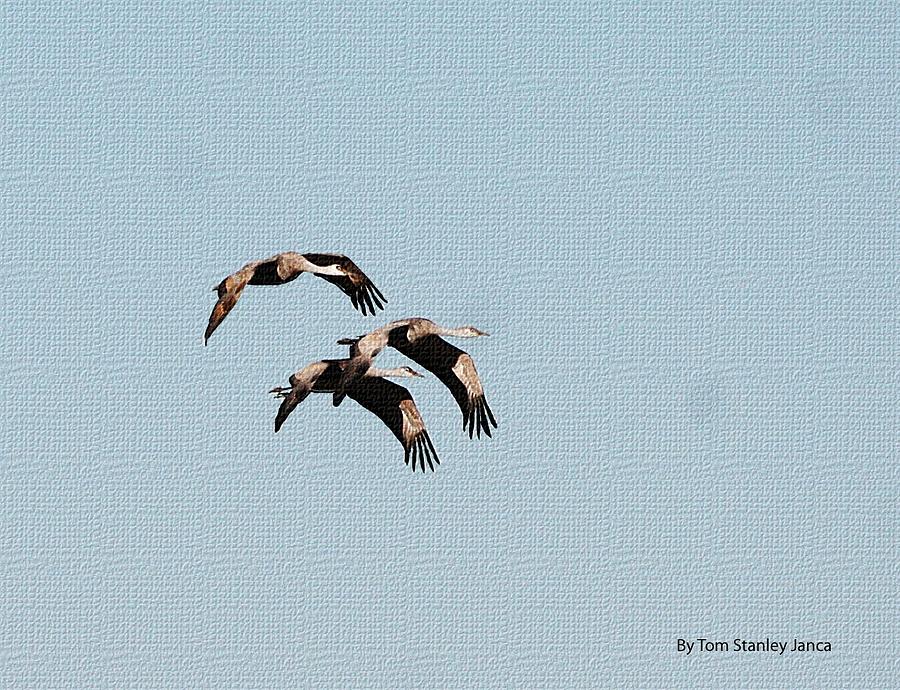 Sand Hill Cranes Three In Flight Photograph by Tom Janca