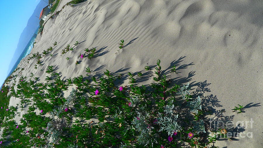 Sand dune crawling flowers Photograph by Nora Boghossian