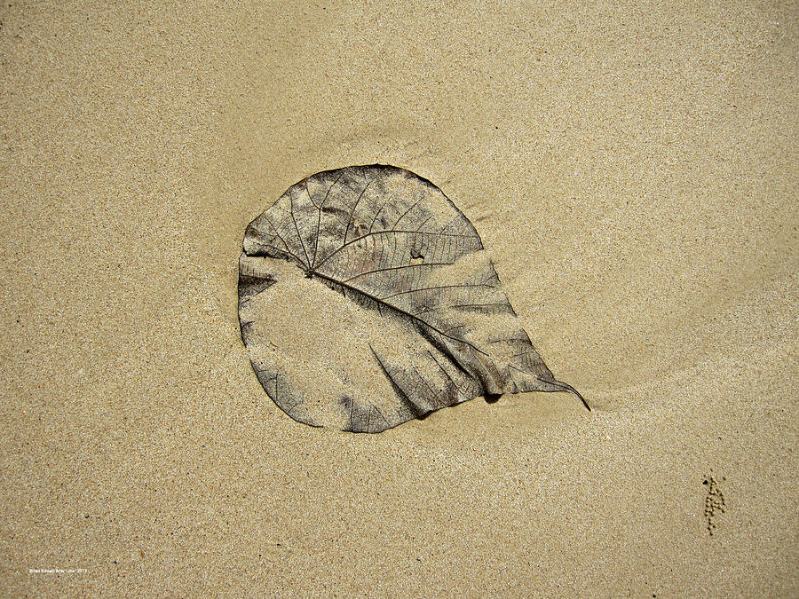 Sand Leaf Photograph by Brian Gilna
