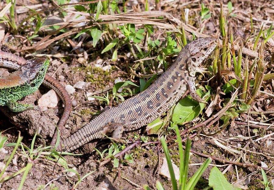 Прыткая ящерица Lacerta Agilis. Самец Lacerta Agilis. Прыткая ящерица самец и самка. Спаривание прытких ящериц.