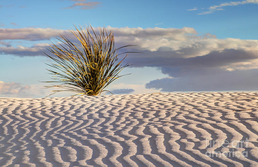 Pattern Photograph - Sand Patterns and the Yucca by Vivian Christopher