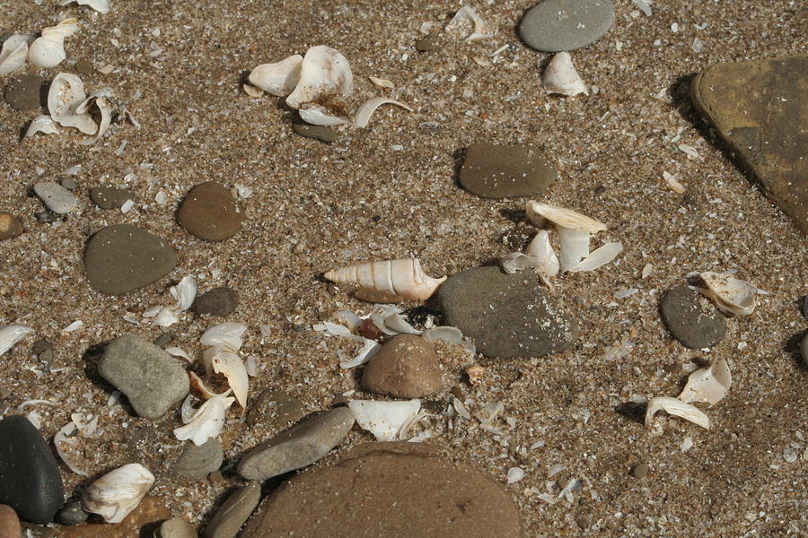 Sand Pebbles and Shells Photograph by Valerie Collins