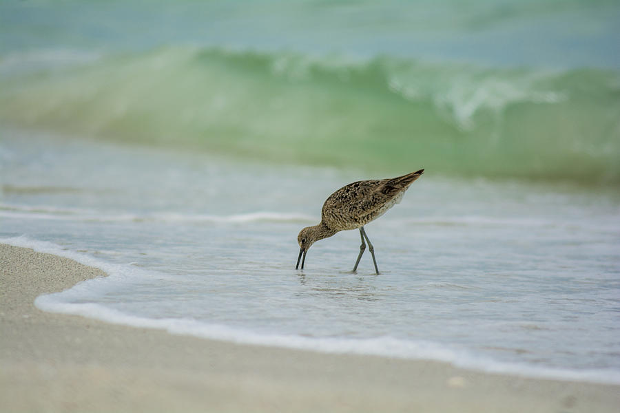 Sand Piper Eating Photograph by Kevin Cable