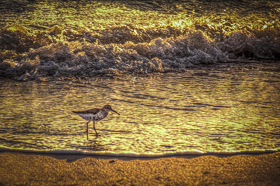 Sand Piper Photograph - Sand Piper by Marvin Spates