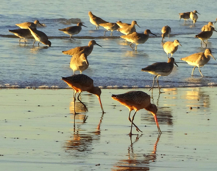 Beach Sunset Photograph - Sand Pipers by Donna Spadola