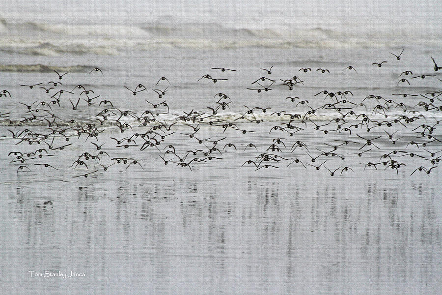 Sand Pipers Move Down The Beach Photograph by Tom Janca Sand Pipers Move Down The Beach Photograph by Tom Janca