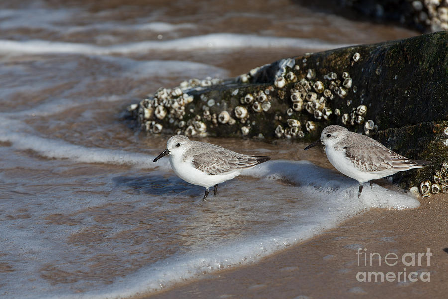 Bird Photograph - Sand Pipers on the Beach by Stephen McCabe