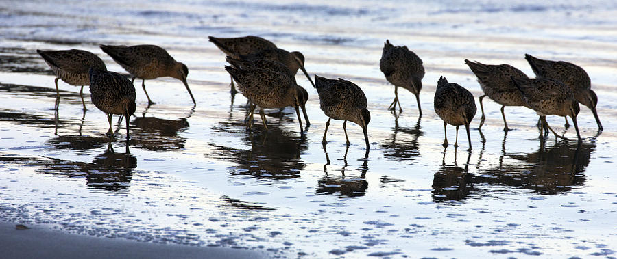 Sand Pipers Reflected Photograph by Josh Bryant