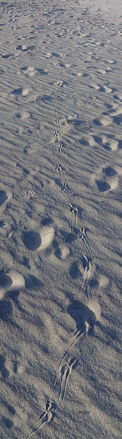 Sand Prints Photograph by Robert Nickologianis