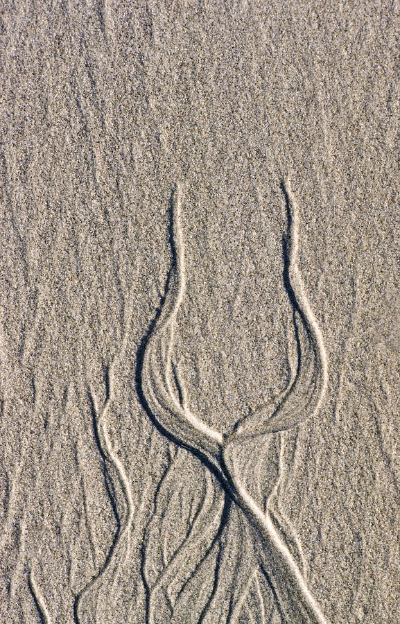 Sand Sculpture Photograph by Joe  Palermo