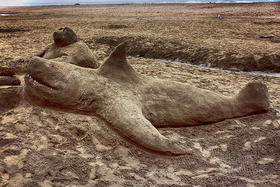 Sand sculpture shark Photograph by Garry Gay