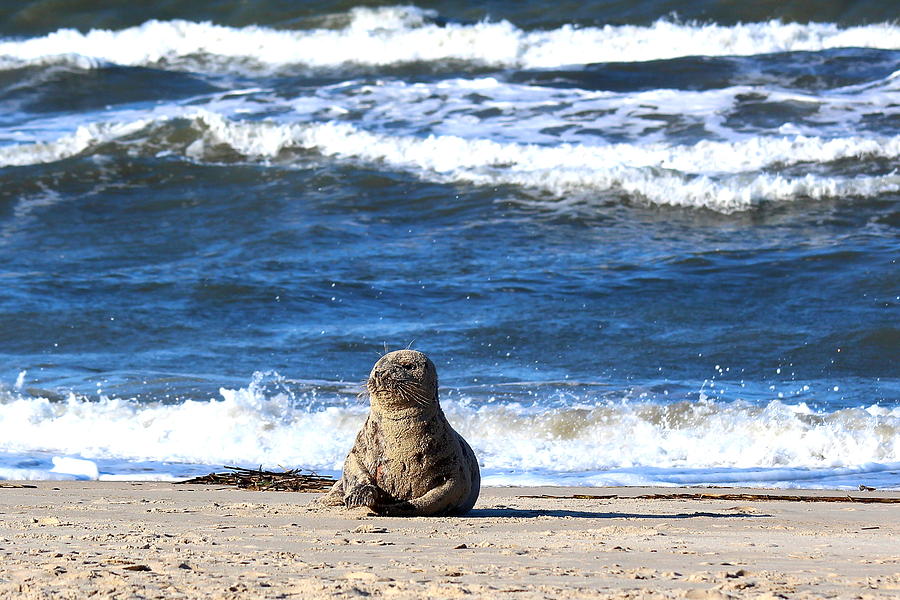 Sand Seal Photograph by Dave Keller - Fine Art America