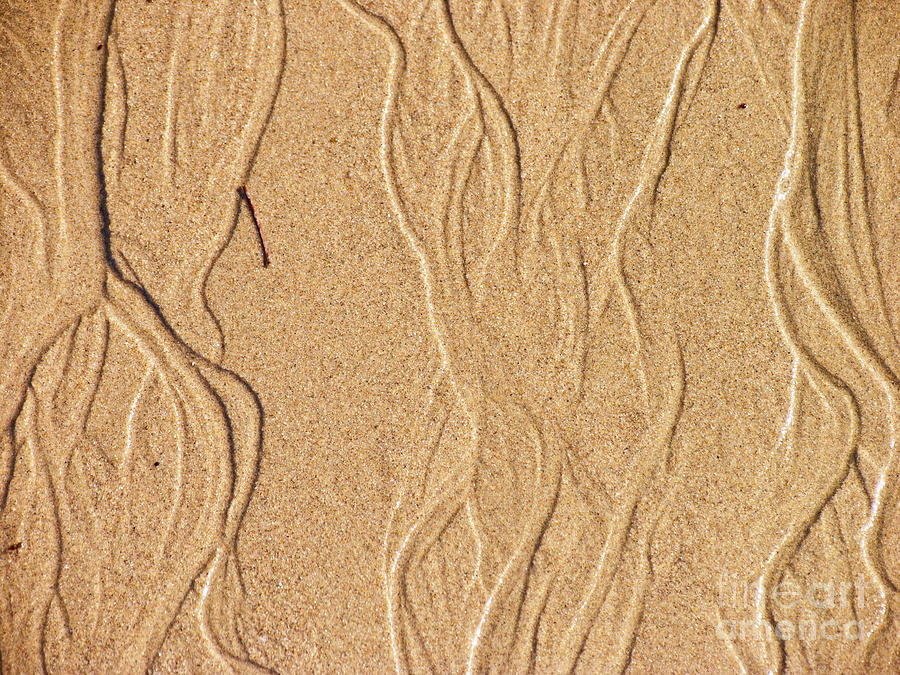 Sand Texture 2 Photograph by David Doucot
