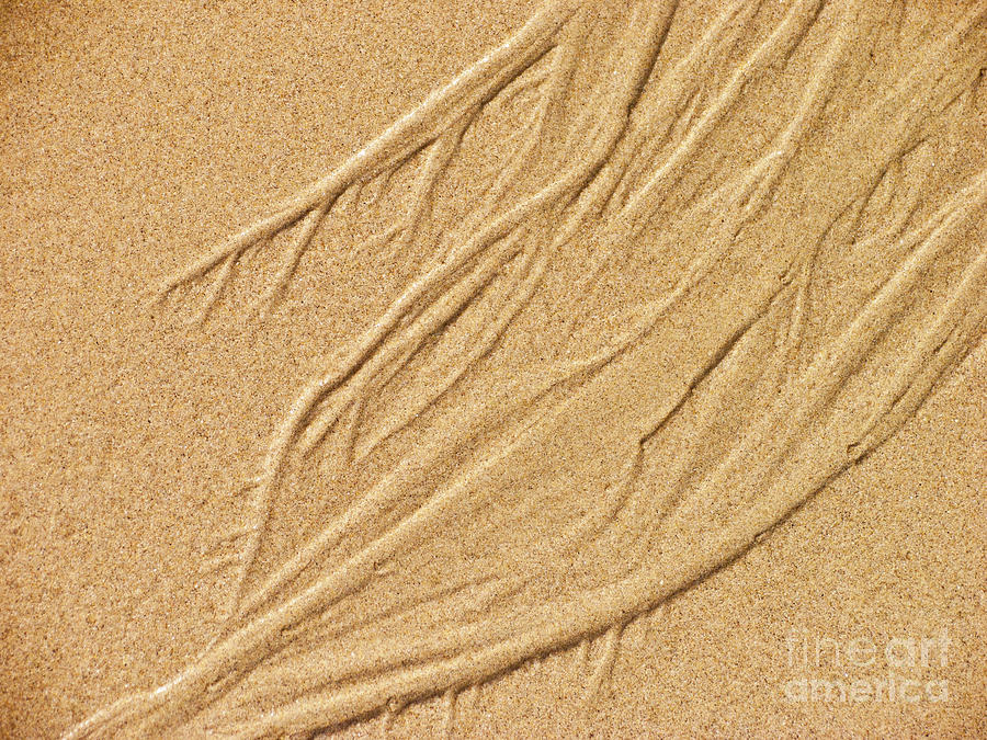 Sand Texture  7 Photograph by David Doucot