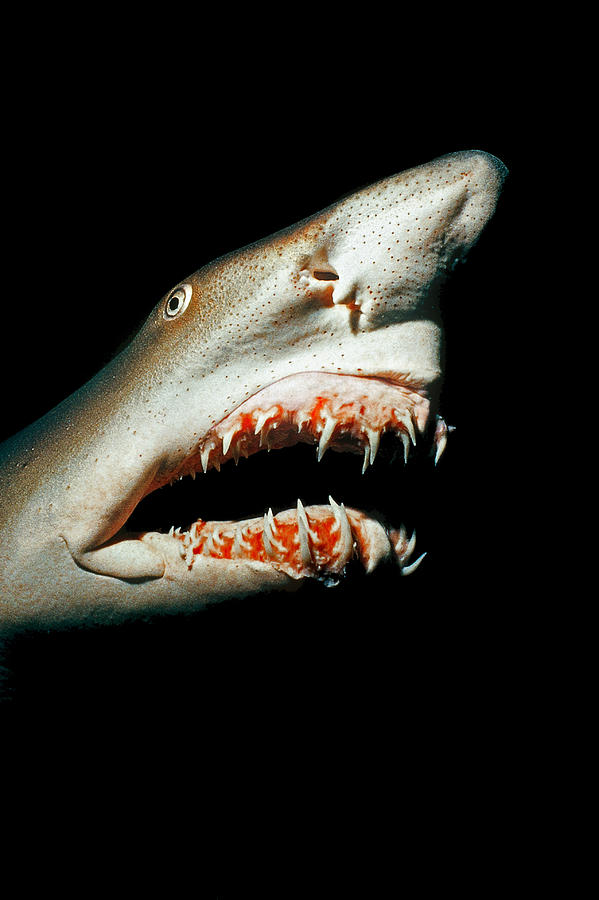 Sand Tiger Shark Photograph by Jeffrey Rotman