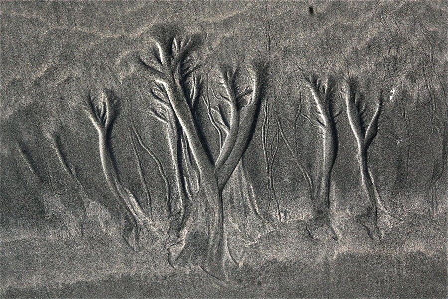 Sand Trees Photograph by Alicia Kent