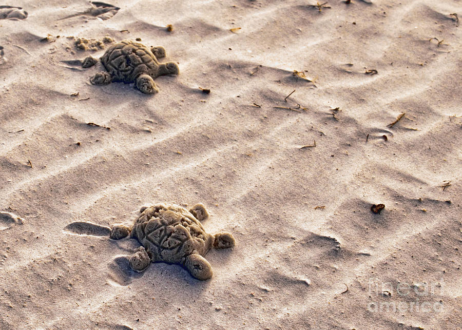 Sand Turtles Photograph by Norman Gabitzsch
