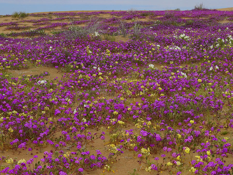 Sand Verbena Imperial Sand Dunes Photograph by Tim Fitzharris