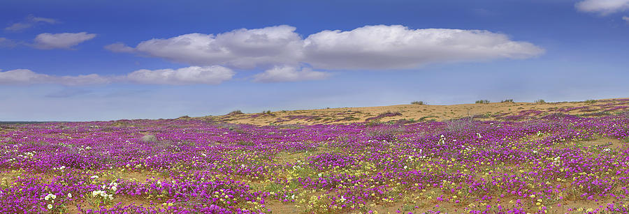 Sand Verbena On The Imperial Sand Dunes Photograph by Tim Fitzharris