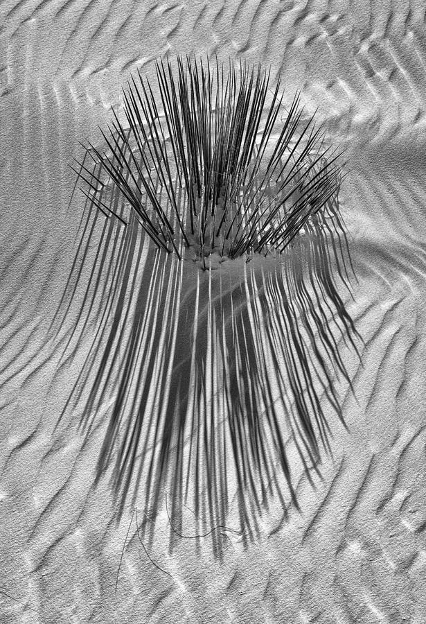 Sanded Yucca Photograph by Deborah Hughes