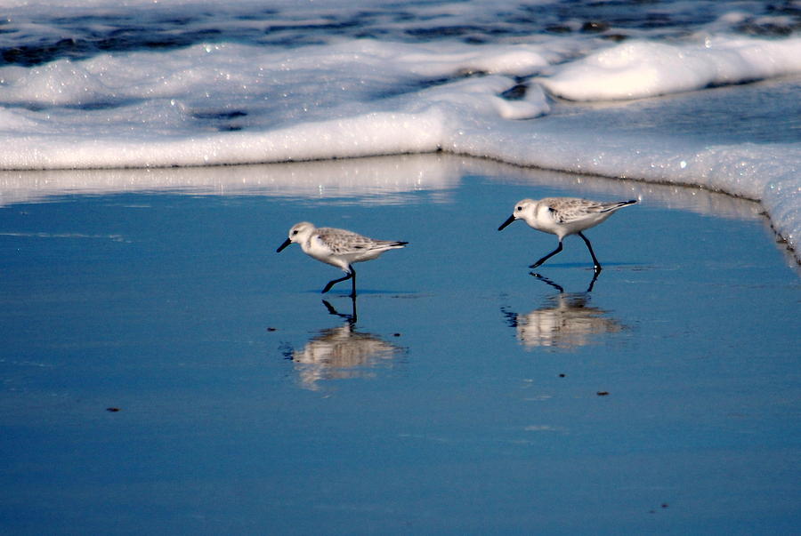 Sanderling 002 Photograph by Larry Ward