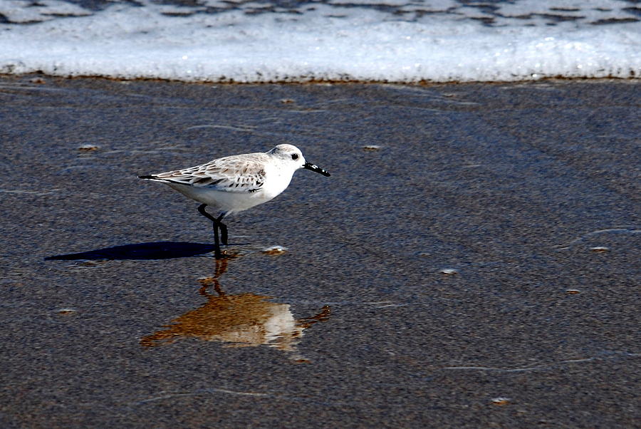 Sanderling 004 Photograph by Larry Ward