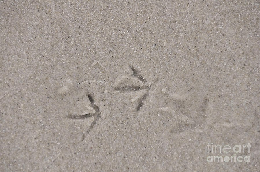 Sanderling Footprints Photograph by Scott Evers