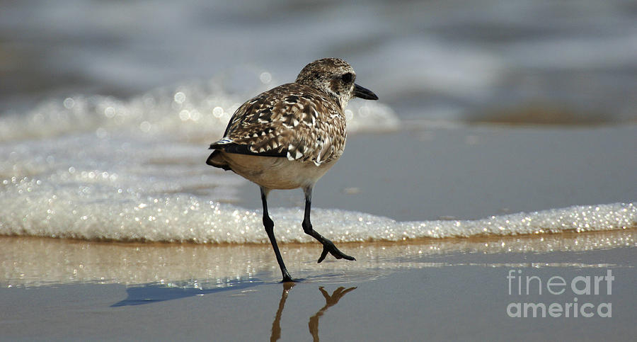 Sanderling Gulf of Mexico Photograph by Bob Christopher