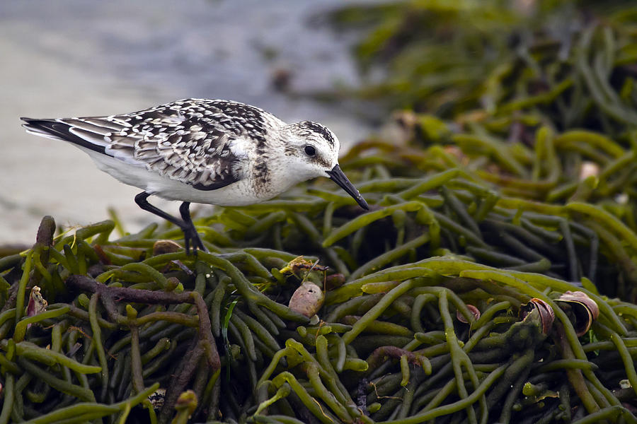 Sanderling In Seaweed Photograph by Constantine Gregory