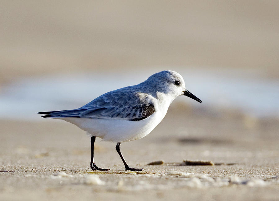 Sanderling Photograph by John Devries/science Photo Library