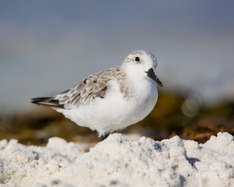 Sanderling Photograph by John Greco