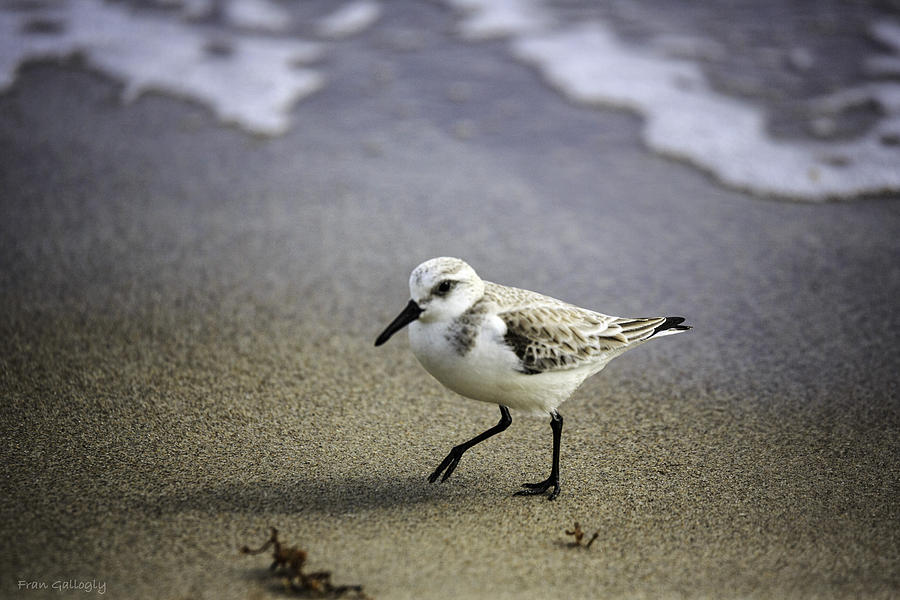 Sanderling on the Shore Photograph by Fran Gallogly
