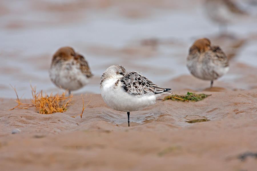 Sanderling roost Photograph by Paul Scoullar