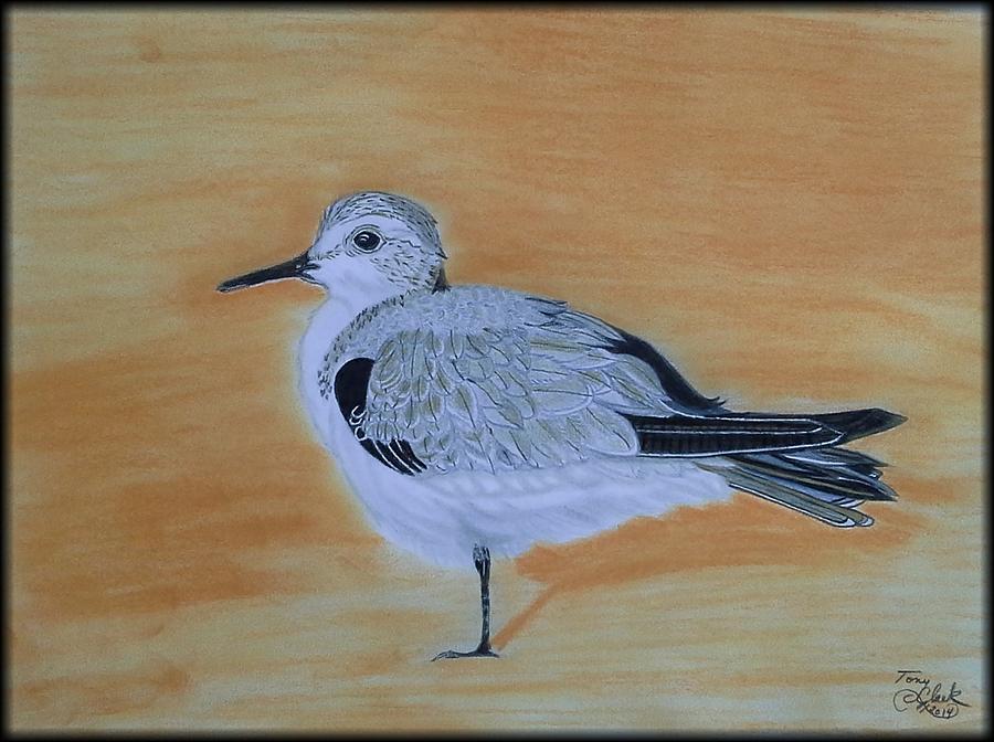 Bird Drawing - Sanderling by Tony Clark