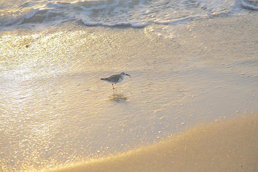 Sanderling With Prize Photograph by Steven Ainsworth