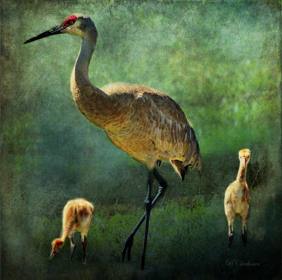 Sandhill and Chicks Painting by Barbara Chichester