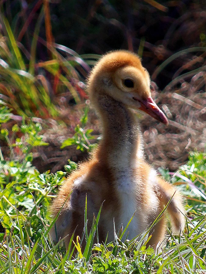 Sandhill Chick 009 Photograph by Christopher Mercer