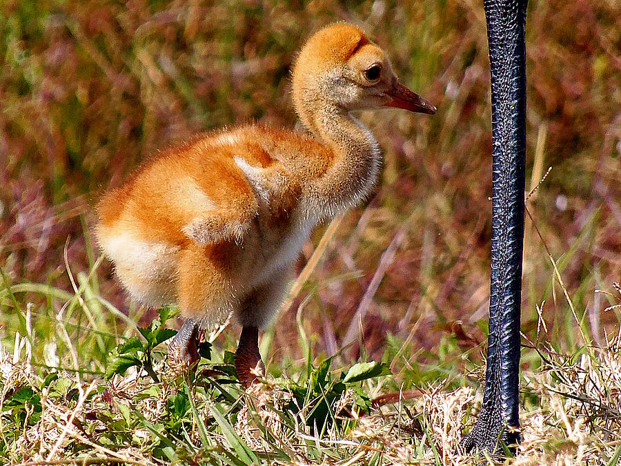 Sandhill Chick Photograph By Chris Mercer