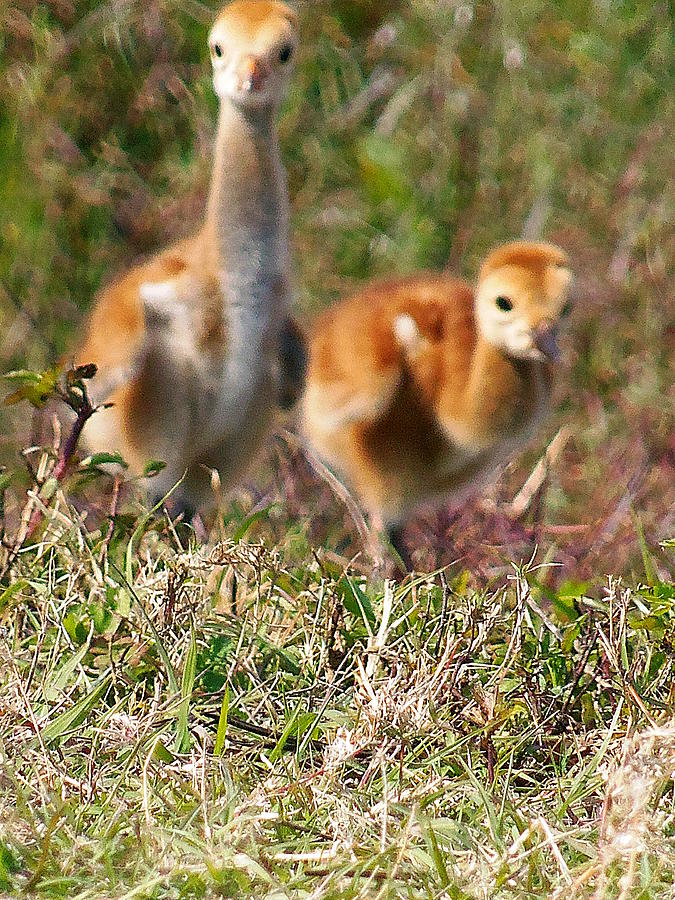 Sandhill Chicks Photograph by Christopher Mercer