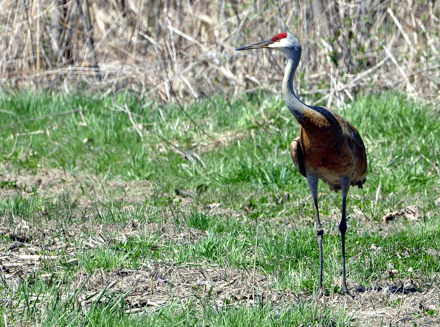 Sandhill Crane 3 Photograph by David McDowell - Fine Art America