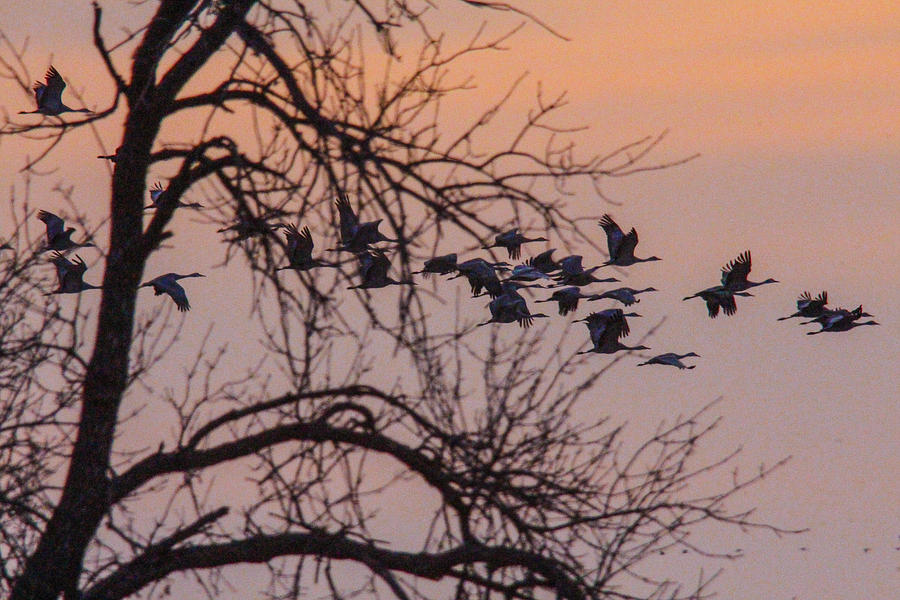 Sandhill Crane Photograph - Sandhill Crane across the sky by Jill Bell Sandhill Crane Photograph - Sandhill Crane across the sky by Jill Bell